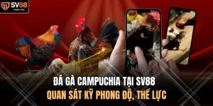 Đá Gà Campuchia Tại SV88 - Quan Sát Kỹ Phong Độ, Thể Lực