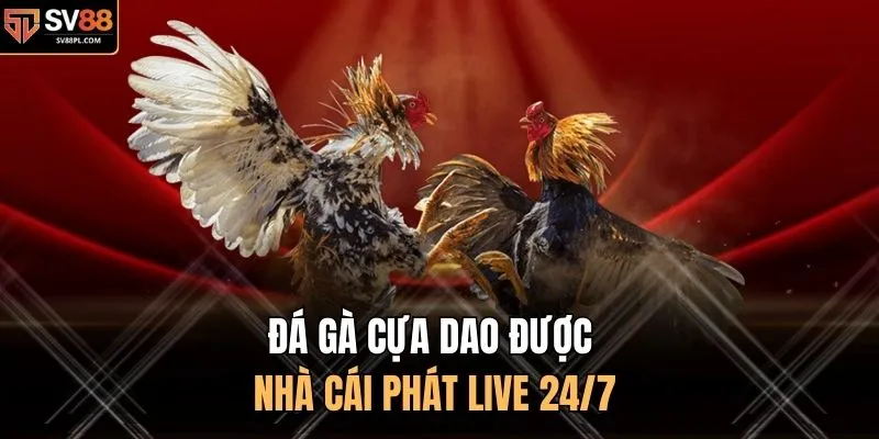 Đá gà cựa dao được nhà cái phát live 24/7