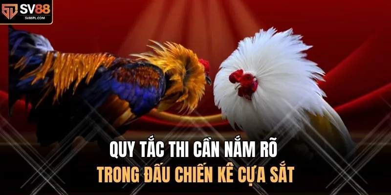 Quy tắc thi cần nắm rõ trong đấu chiến kê cựa sắt